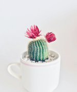 photo d'un cactus dans une tasse