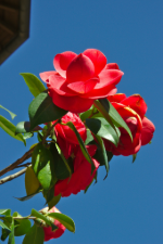 photo d'un camelia