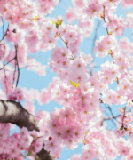photo d'une branche de cerisier en fleur