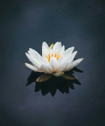 photo d'un lotus flottant sur l'eau
