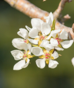 photo d'une branche de poirier en fleur