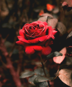 photo d'une rose rouge